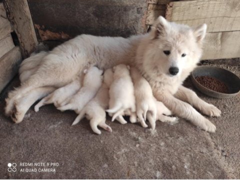 Kar beyazı samoyed yavrularımız yeni sahibini arıyor