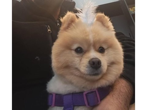 1 yaşında damızlık pomeranian boo
