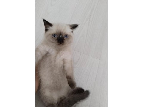 Brıtısh blue poınt 2 aylık yuva arıyoruz