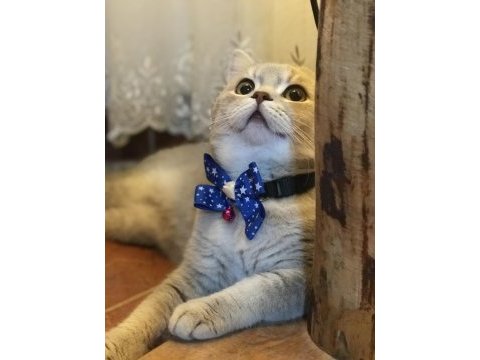 3 adet british shorthair kızlarımız yeni yuvalarını arıyor