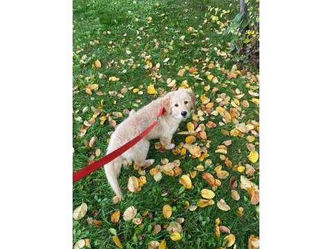 Safkan golden retriever 4 aylık