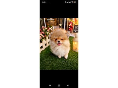 Erkek pomeranian boo tuvalet eğitimli