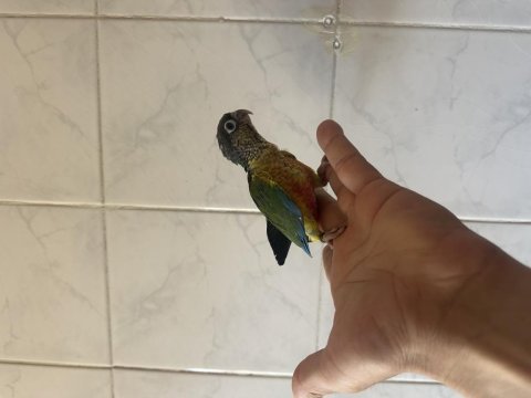 El besleme konur papağanı