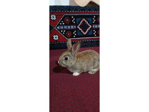 Tavşan yavrusu