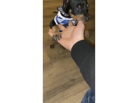 45 günlük dişi doberman yavrularımız