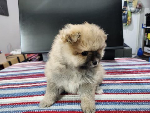 Rezerveye açık köpeğimiz 2
