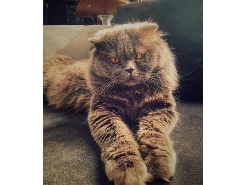 2 yaşında erkek scottish fold