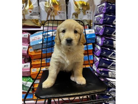 Golden retriever bebekler