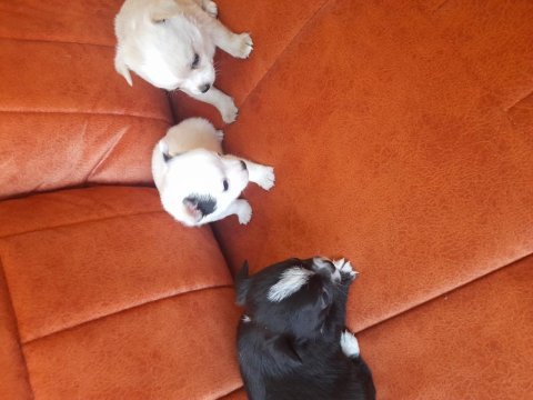 Sahiplendirme chihuahua