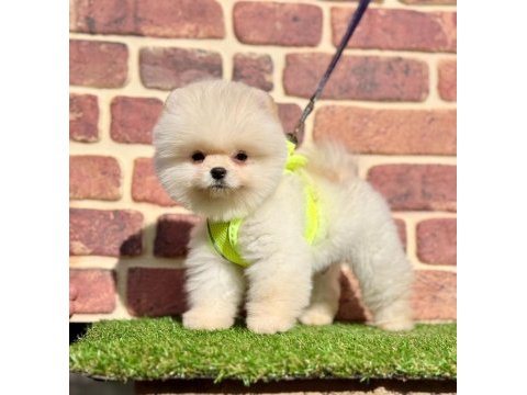Safkan pomeranian boo bebekler