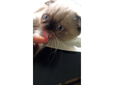 Minik scottish fold kızımızı sahiplendiriyoruz