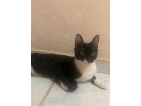 Yumoş kedimiz için yuva arıyoruz
