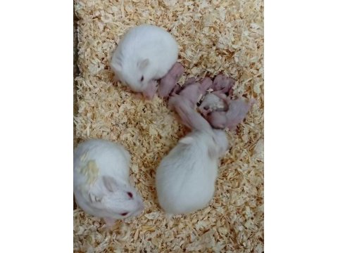 Her renkte gonzales hamster mevcut