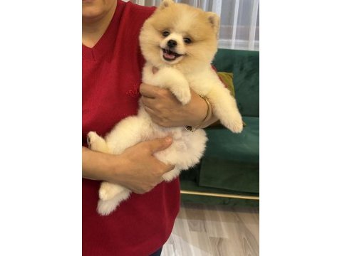 3.5 aylık ayı surat pomeranian boo