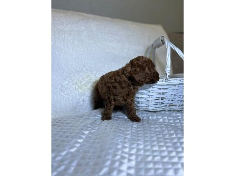Orijinal toy poodle bebekler
