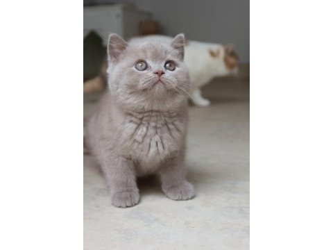 Koca kafa gerçek british shorthair yavruları