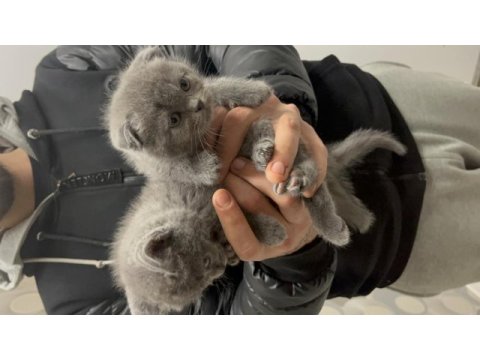A kalite scottish fold yavrular