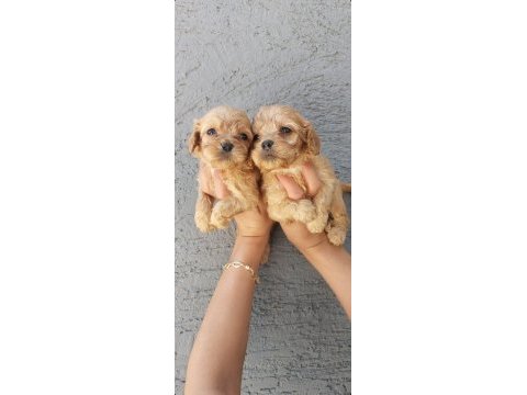 Maltipoo yavruları