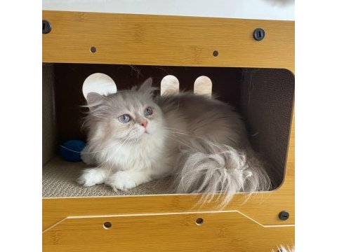 Pamuk prenses kedimiz