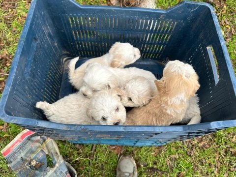 Aşılı garantili terrier bebekler uygun