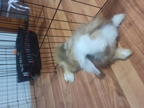 Ücretsiz hollanda lop sahiplendirme (istanbul içi)