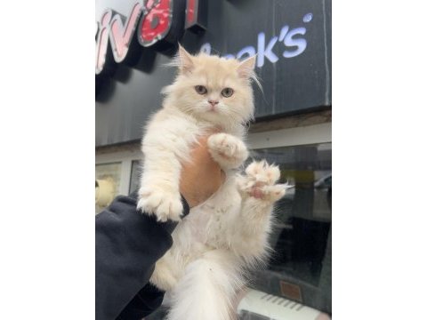 British longhair erkek golden cy12 bebek surat