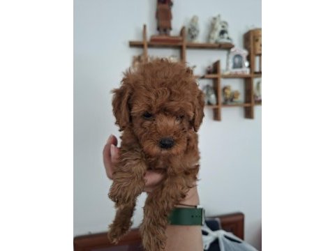 Siboşun poodle bebekleri