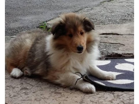 Rough collie ( lessie ) yavruları