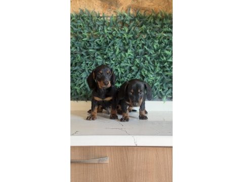 Klasik rengi ile mini dachshund