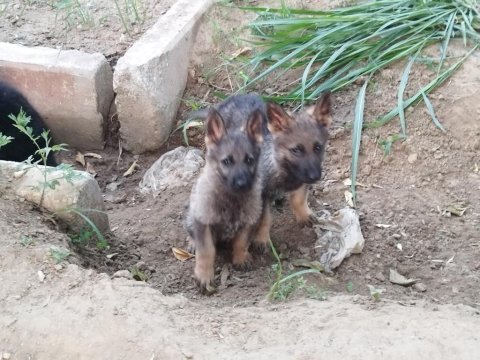 Sable alman kurdu