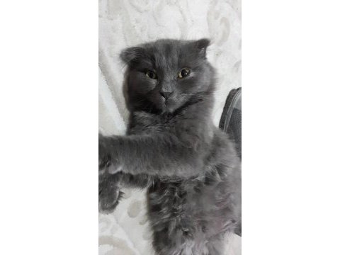 4 aylık scottish fold yavrumuz