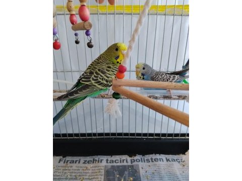 Renk güzeli muhabbet kuşları