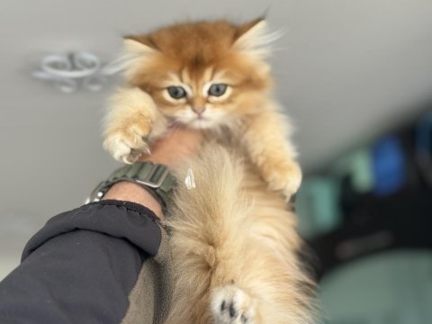 Yasal çiftlikden ziyarete açık golden longhair british