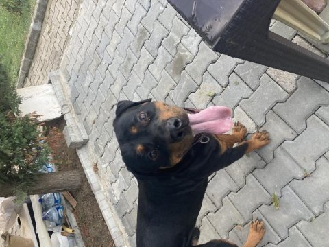 1.5 yaşında erkek safkan rottweiler