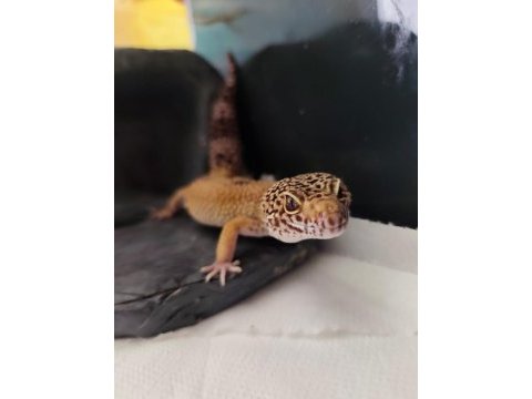 Erkek pet gecko