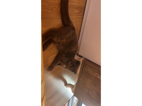 5.5 aylık güzeller güzeli bir dişi scottish fold
