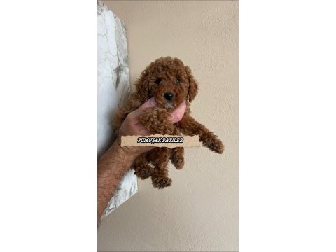 Sevimli ırk toy poodle