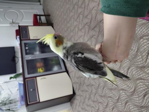 Ele alışık ısırma huyu kesinlikle yok sultan bebek