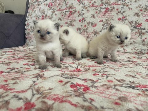 British shorthair yavrularım yuvalarını bekliyor