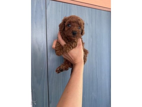 Core toy poodle bebeklerim yeni sahibini bekliyor