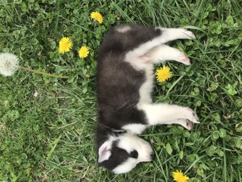 A kalite husky