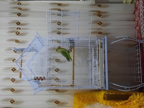 1.5 yaşında dişi iskender papağanı