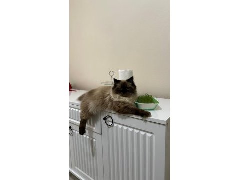 Baba iran anne himalayan cinsi dişi kedimiz