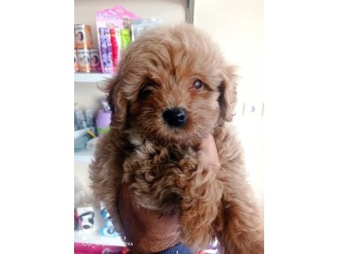 Maltipoo yavrular