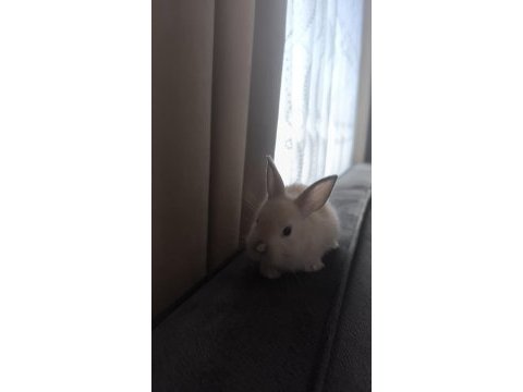 Çok tatlı yavru cüce tavşanım