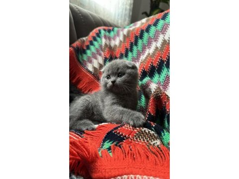 Dişi scottish fold yavrumuz sahiplendirilecektir 2 aylık