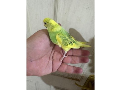 30 günlük konuşturmalık bebek muhabbet kuşu