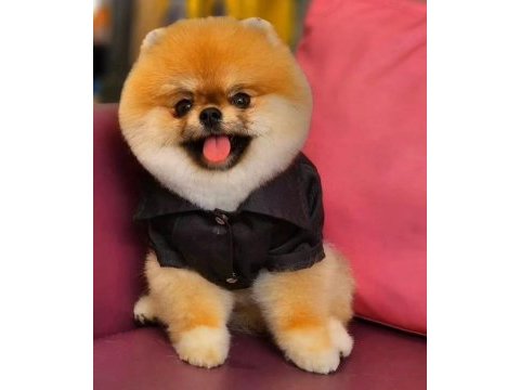Yetişkin pomeranian boo gülen yüz 1.800 kilo