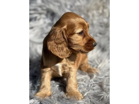 Safkan cocker yavru köpekler