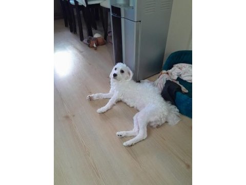 Maltese terrier 1 kasım 2022 doğumlu